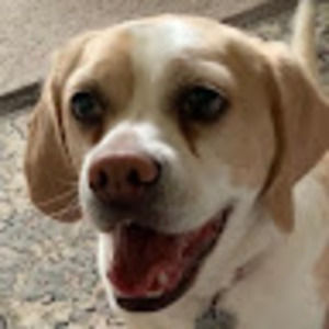 Meet your Posher, Molly